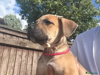 Mixed Breed dogs Bull presa pups - Advert 8