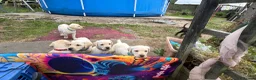 Labrador Retriever dogs for sale: ✨beautiful chunky pedigree Labradors✨ - Advert 12