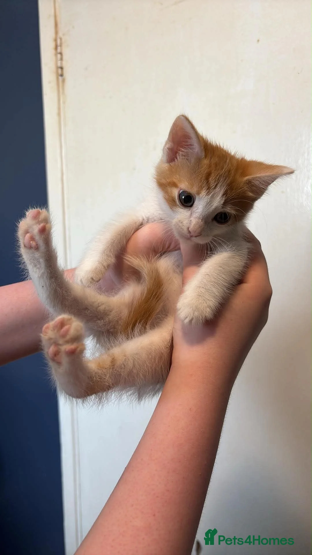 Mixed Breed cats for sale: 5 kittens for sale - Advert 2