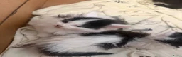 Mixed Breed cats for sale: Tuxedo and cow printed kittens in Burton-on-Trent - Advert 3