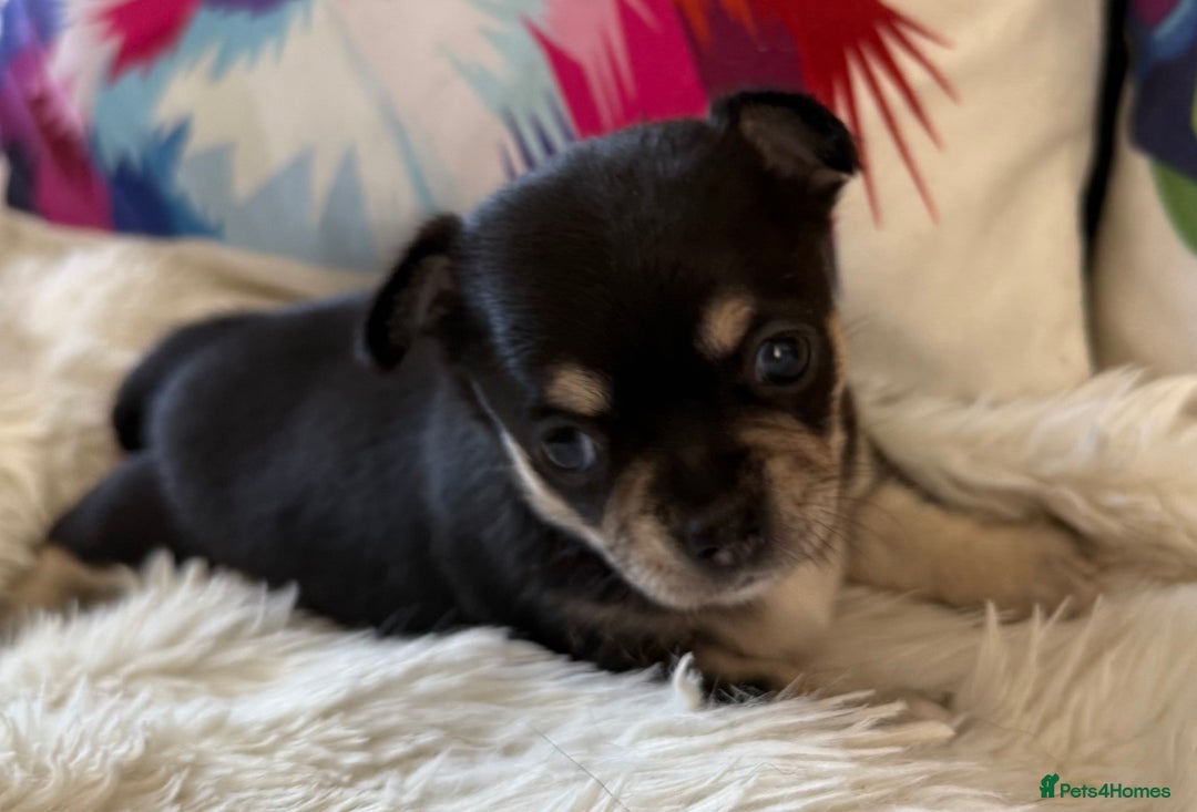 Chihuahua dogs for sale: Stunning Little Short Coat Chihuahuas - Image 6