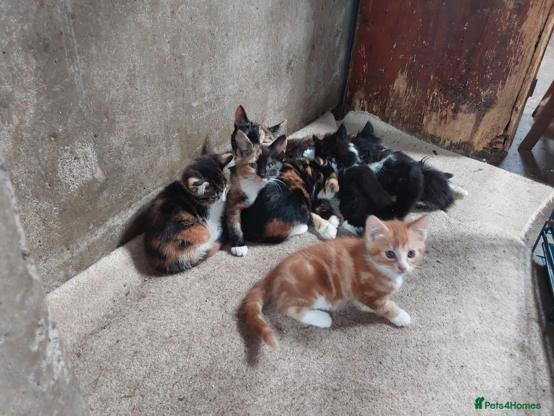 Mixed Breed cats for sale: Beautiful kittens for sale - Image 6