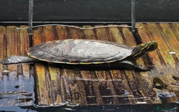 Turtle reptiles for sale: Nicaraguan slider trio - Image 3