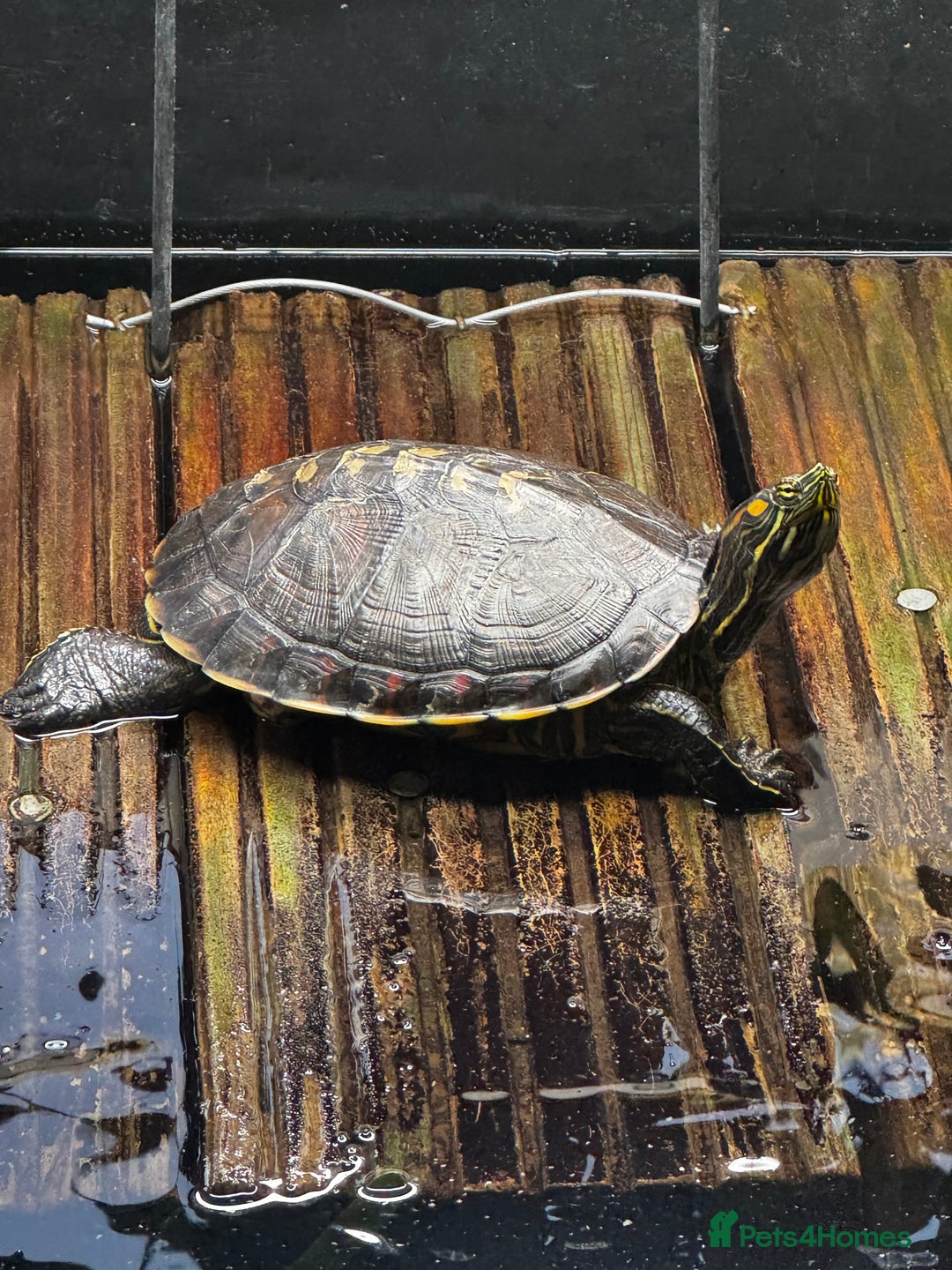 Turtle reptiles for sale: Nicaraguan slider trio - Image 3