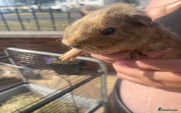 Guinea Pig rodents for sale: beautiful baby guinea pigs - Image 5