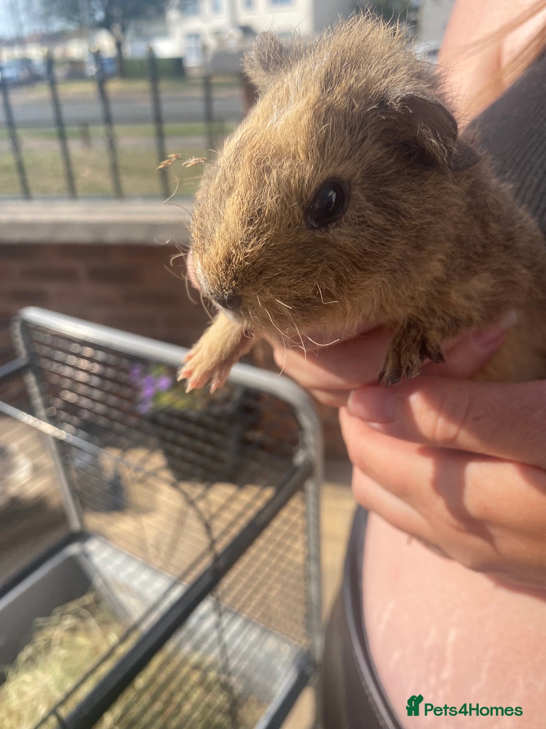Guinea Pig rodents for sale: beautiful baby guinea pigs - Image 5
