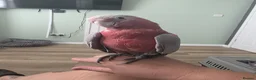 Cockatoo birds for sale: Galah cockatoo  - Advert 1