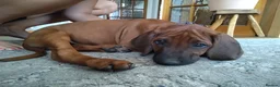 Rhodesian Ridgeback dogs for sale: Beautiful Rhodesian Ridgeback puppies-Family pet - Advert 31