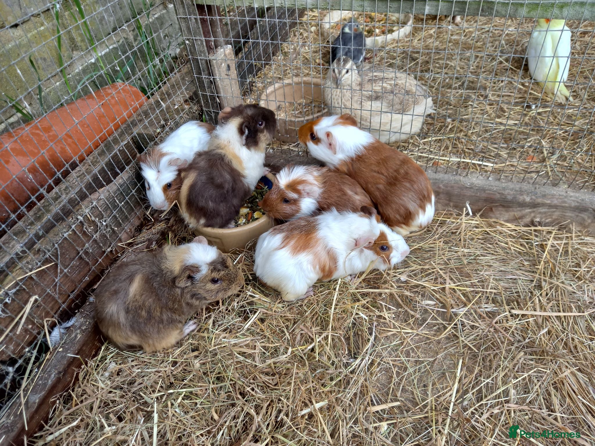 Guinea Pig rodents Baby  guinea pigs for sale  - Advert 10