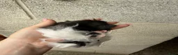 Guinea Pig rodents for sale: Gorgeous Guniea Pigs  - Advert 10