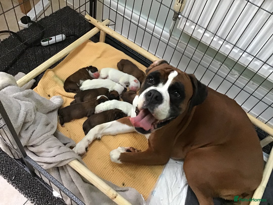 Boxer dogs for sale: Adorable BOXER puppies - Advert 2