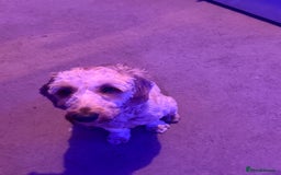 Cockapoo dogs for stud: stud dog - Image 2