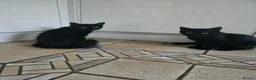 Mixed Breed cats for sale: Black Beauties for Sale - Advert 15