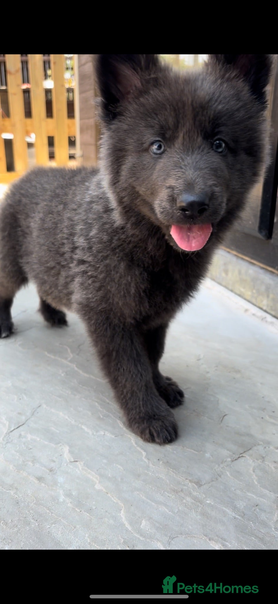 German Shepherd dogs *Blue KC German Shepherds* - Advert 2