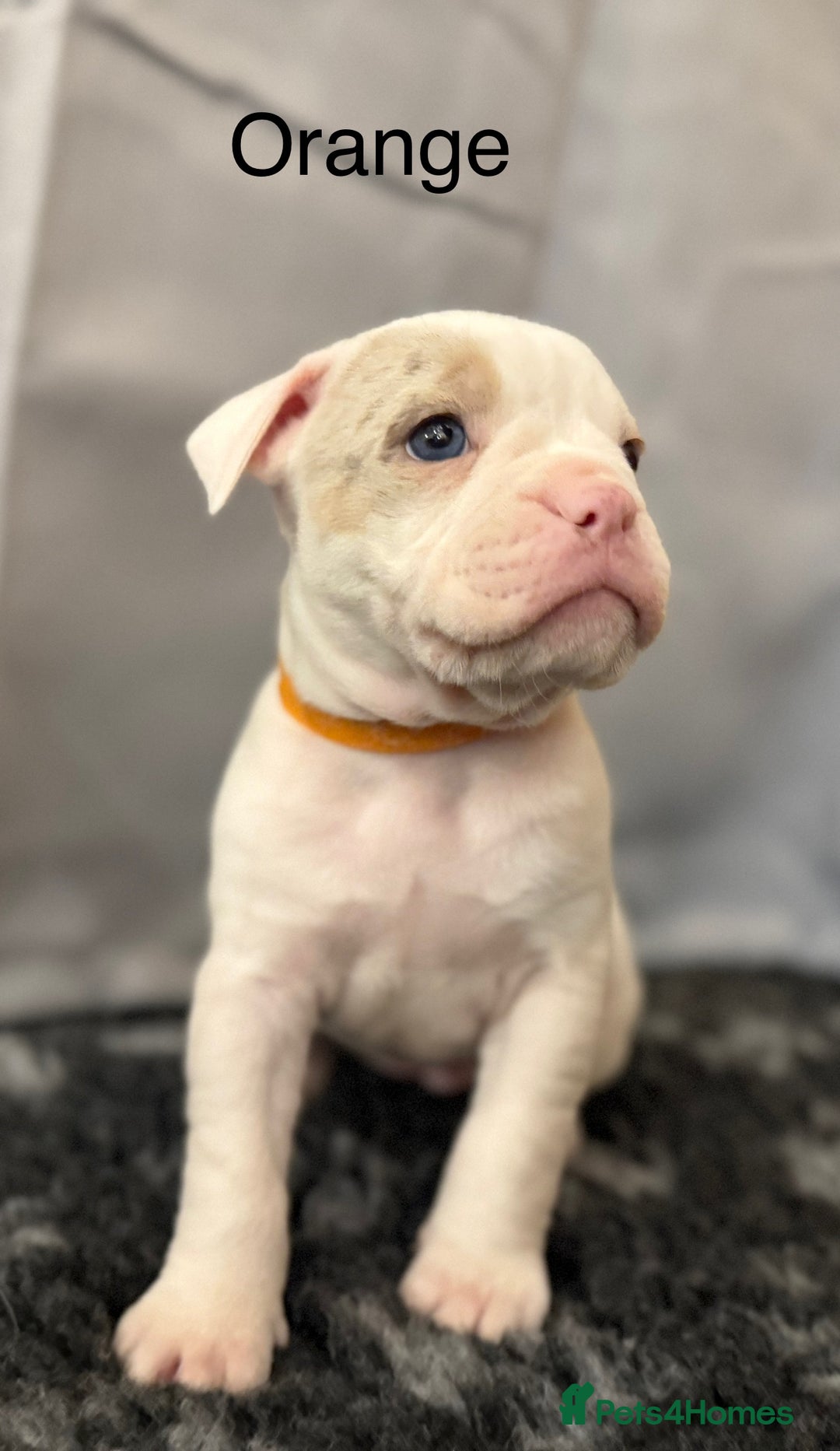 Olde English Bulldogge dogs for sale: 9 Olde English Bulldogge NEBBR registered puppies - Advert 16