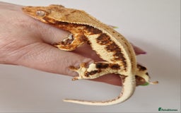 Gecko reptiles for sale: lily white crested geckos for sale - Image 11