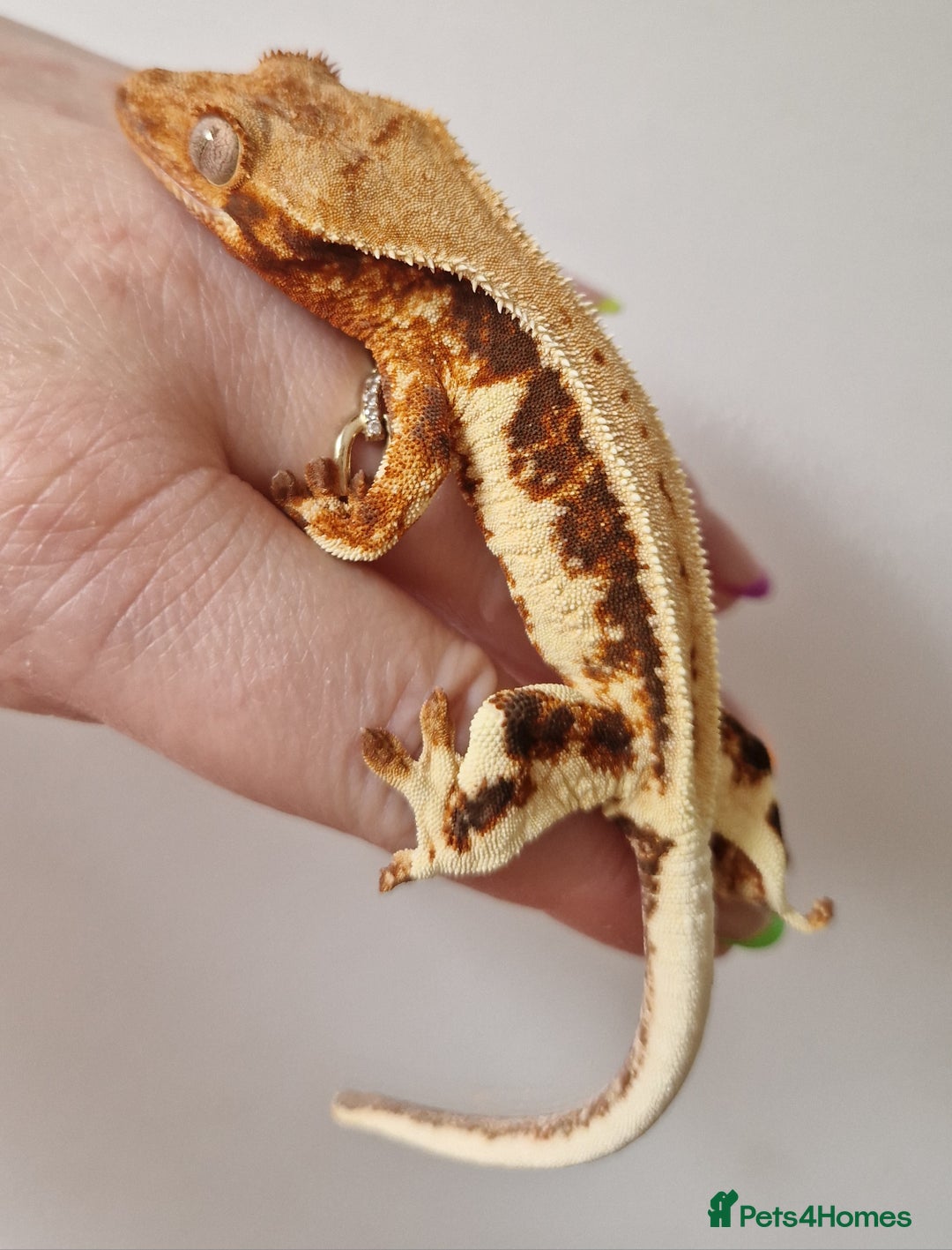 Gecko reptiles for sale: lily white crested geckos for sale - Image 11