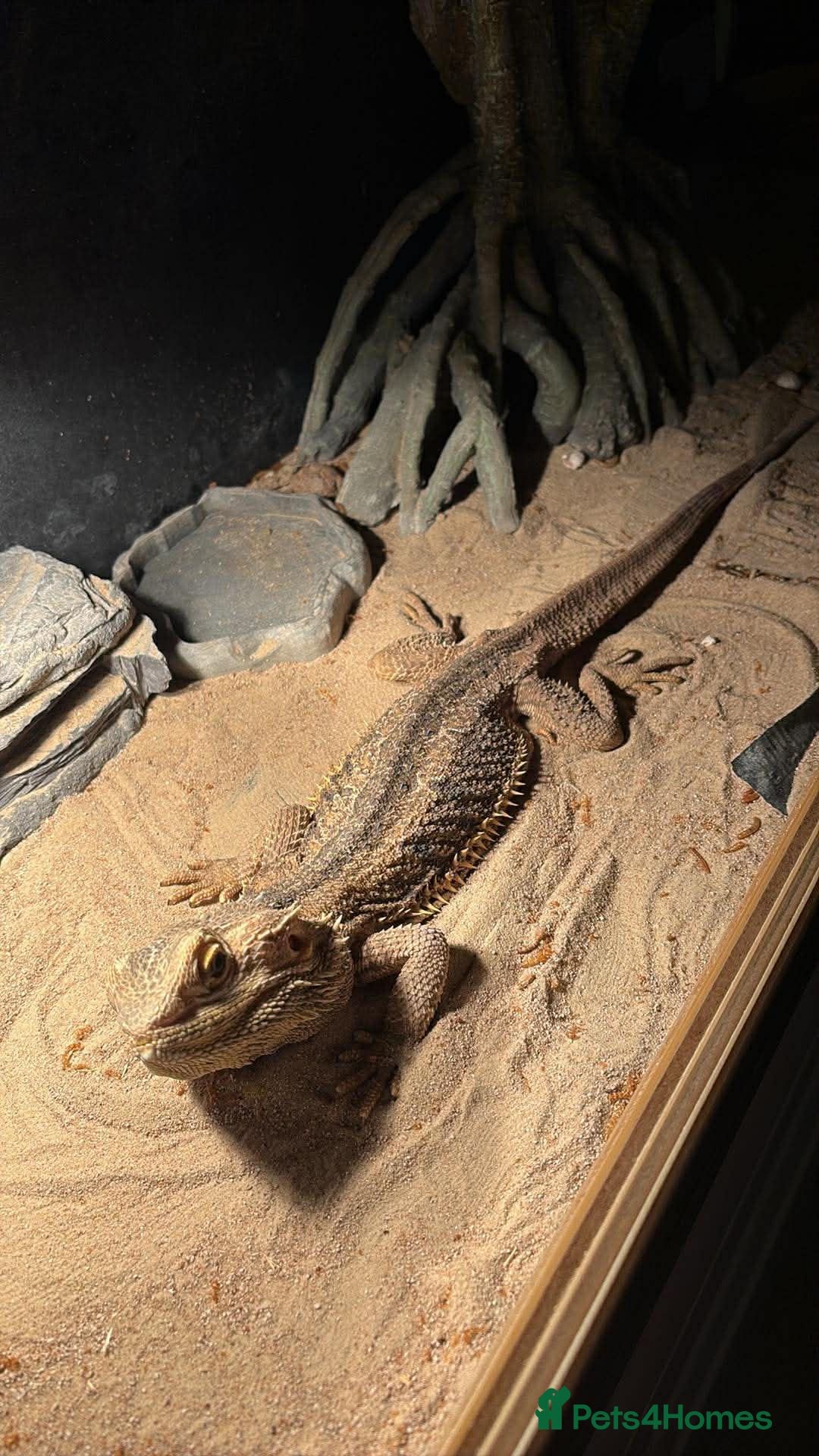 Bearded Dragon reptiles for sale: Bearded Dragon For Sale  - Advert 3