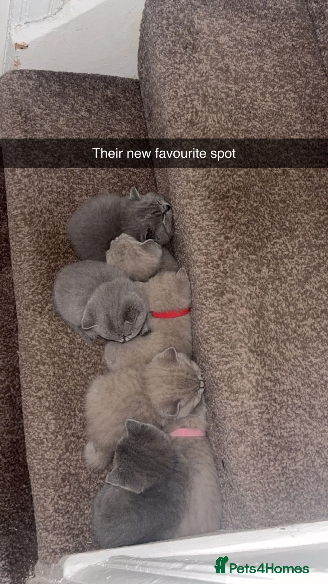 British Shorthair cats for sale: British Shorthair Kittens Ready for Loving Homes in Bradford - Advert 1