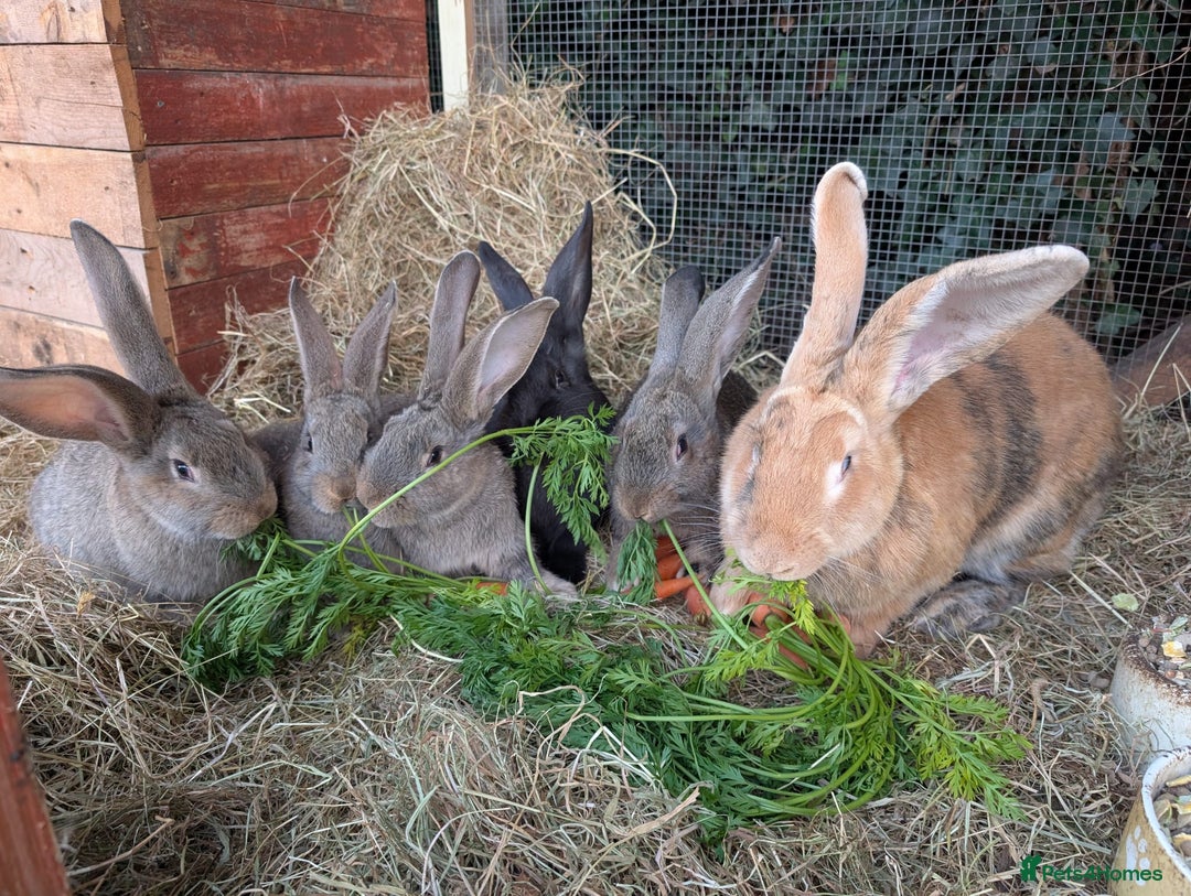 Continental Giant rabbits for sale: Pure Continental Giant Kits - Advert 1