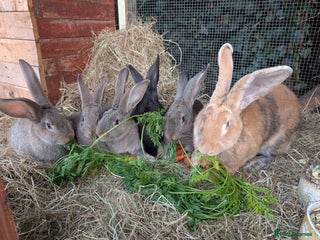 Continental Giant rabbits Pure Continental Giant Kits - Advert 8