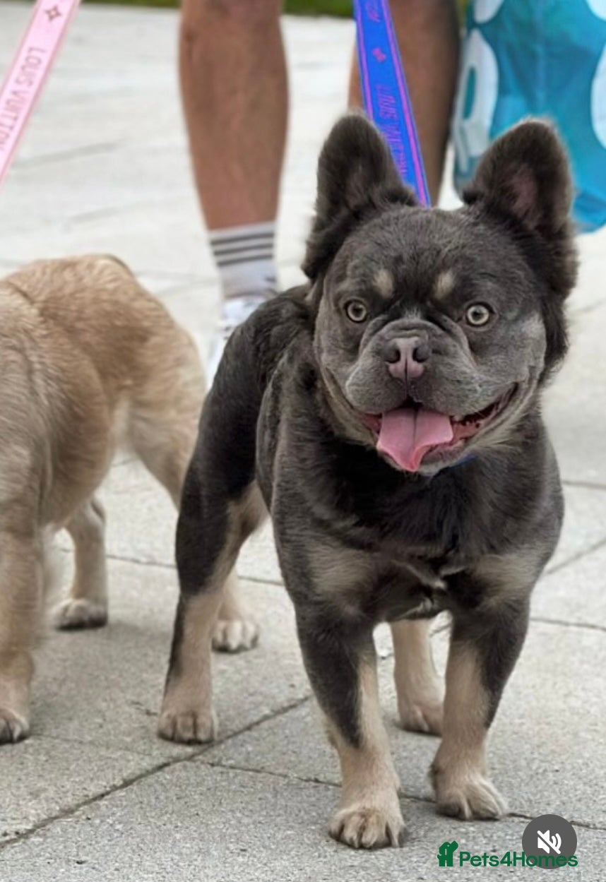 French Bulldog dogs FULL FLUFFY FRENCHIE KC REGISTERED Small compact  in Haywards Heath - Advert 7