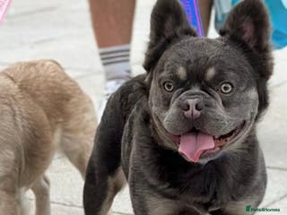 French Bulldog dogs FULL FLUFFY FRENCHIE KC REGISTERED Small compact in Haywards Heath - Advert 23