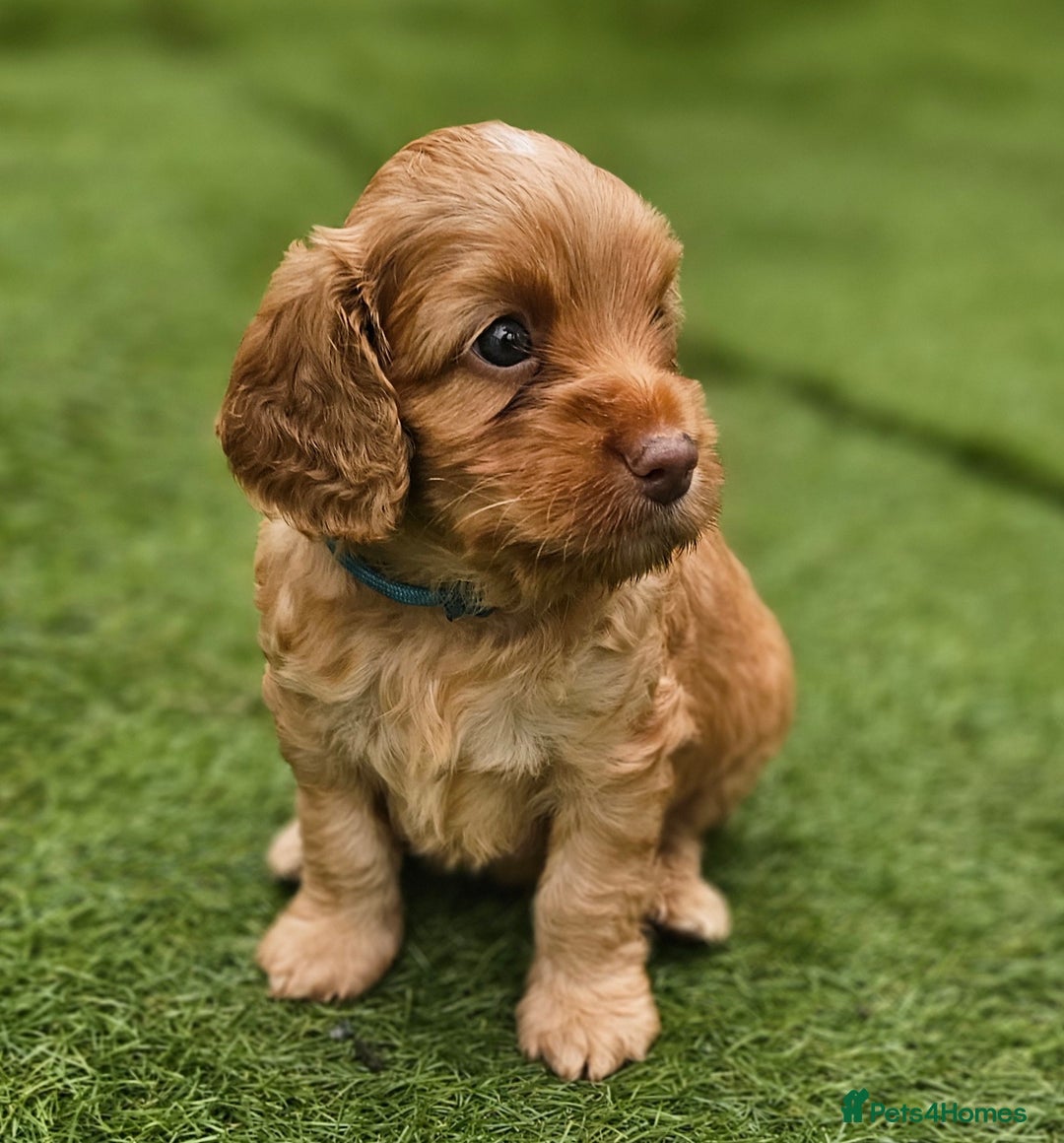 Cockapoo dogs for sale: Beautiful Chunky f2 Cockapoo Puppies  - Image 22