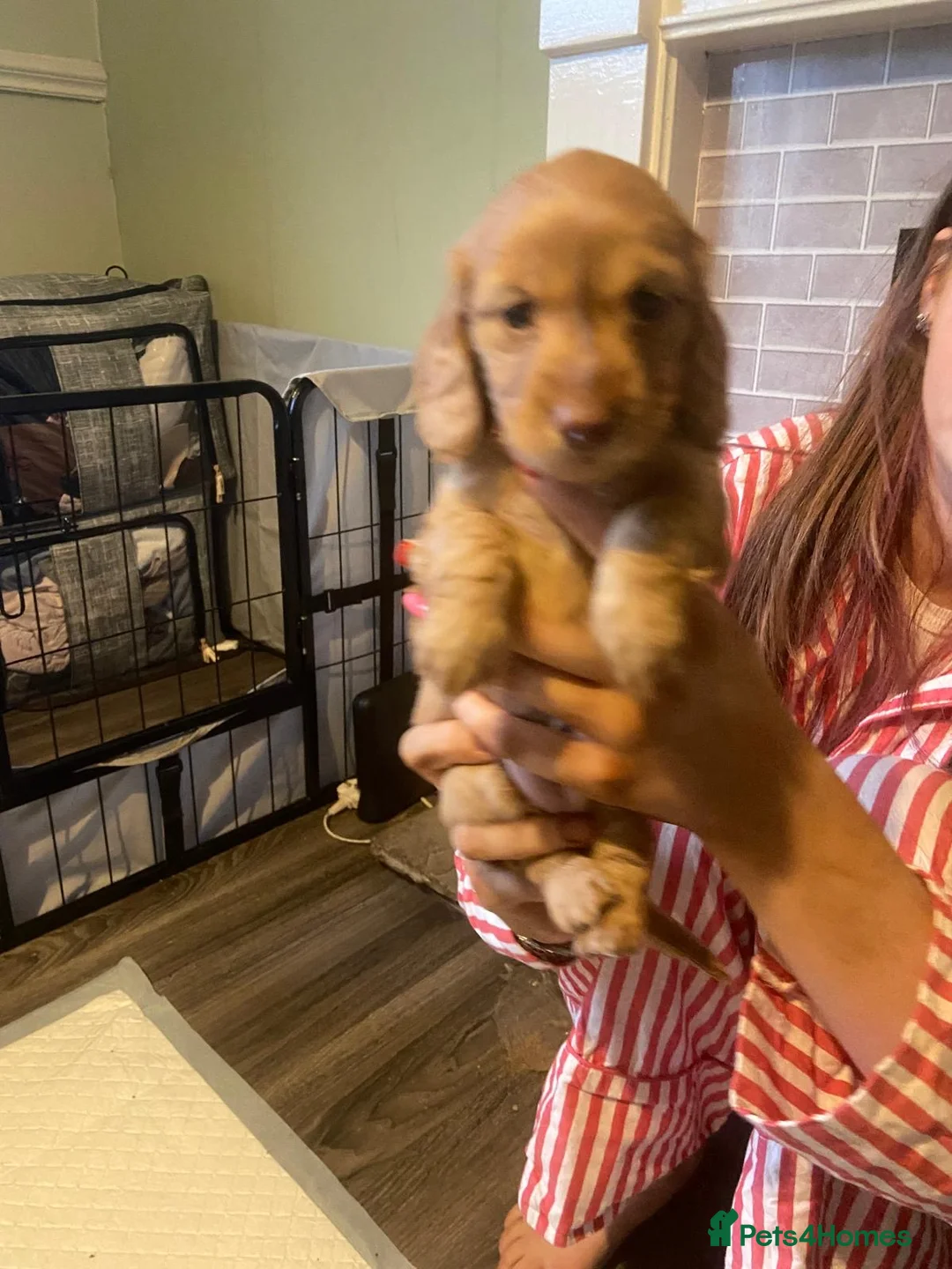 Dachshund dogs for sale: Long haired girl and left  - Advert 17