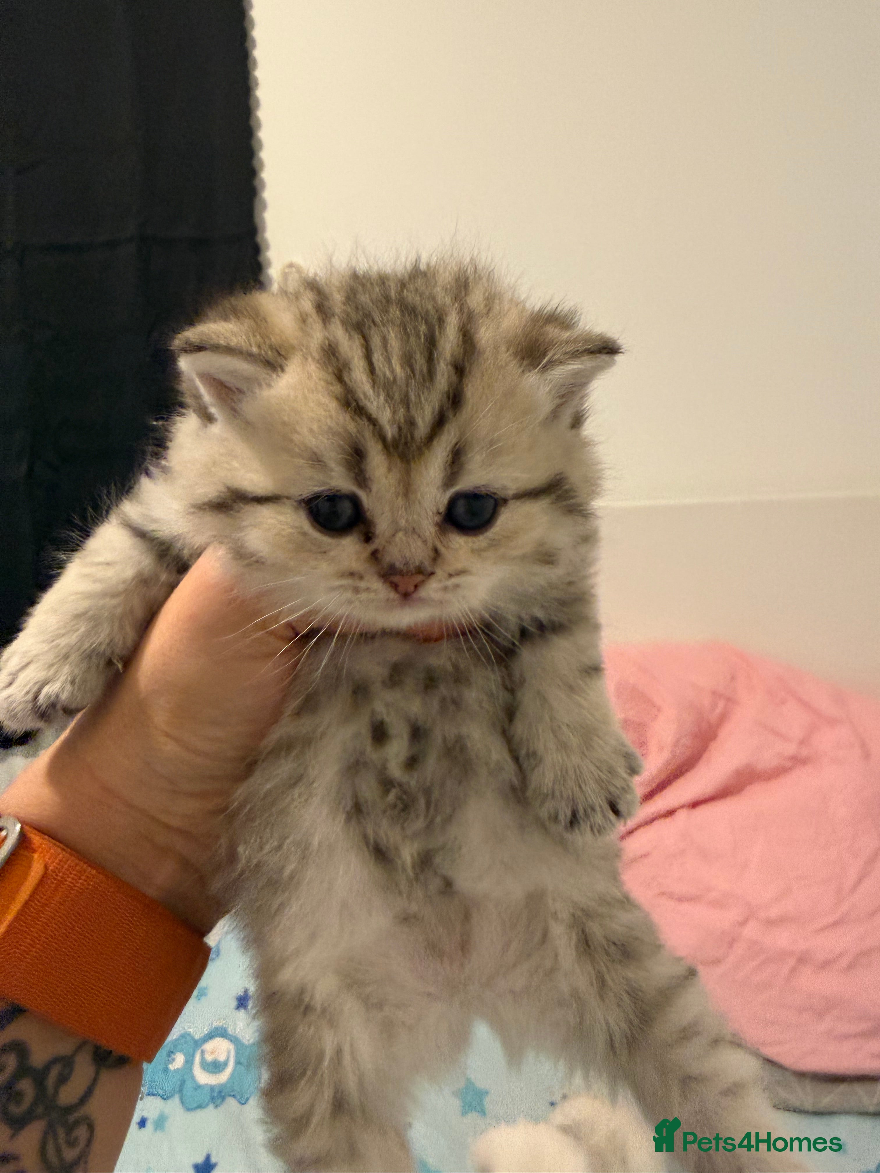 British Shorthair cats British shorthair kitten  - Advert 1