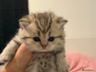 British Shorthair cats British shorthair kitten - Advert 1