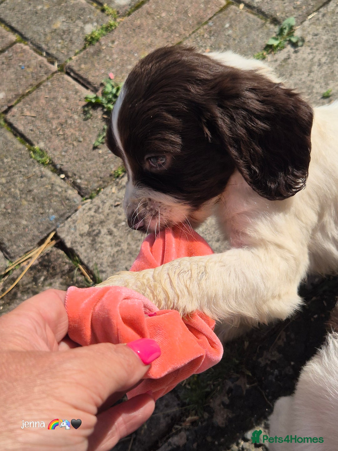 Sprocker dogs for sale: Beautiful sprocker pups  - Image 11