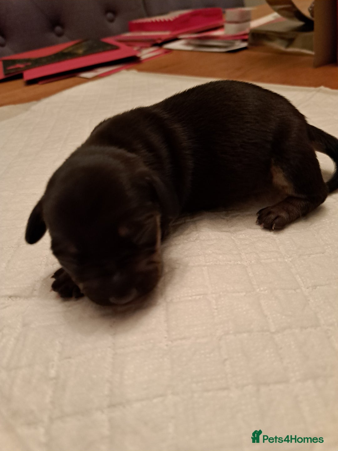 Mixed Breed dogs for sale: Miniature Dachshund X Frenchie. - Advert 11