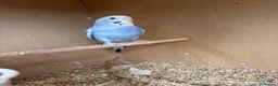 Budgerigars birds for sale: Baby budgies  - Advert 5