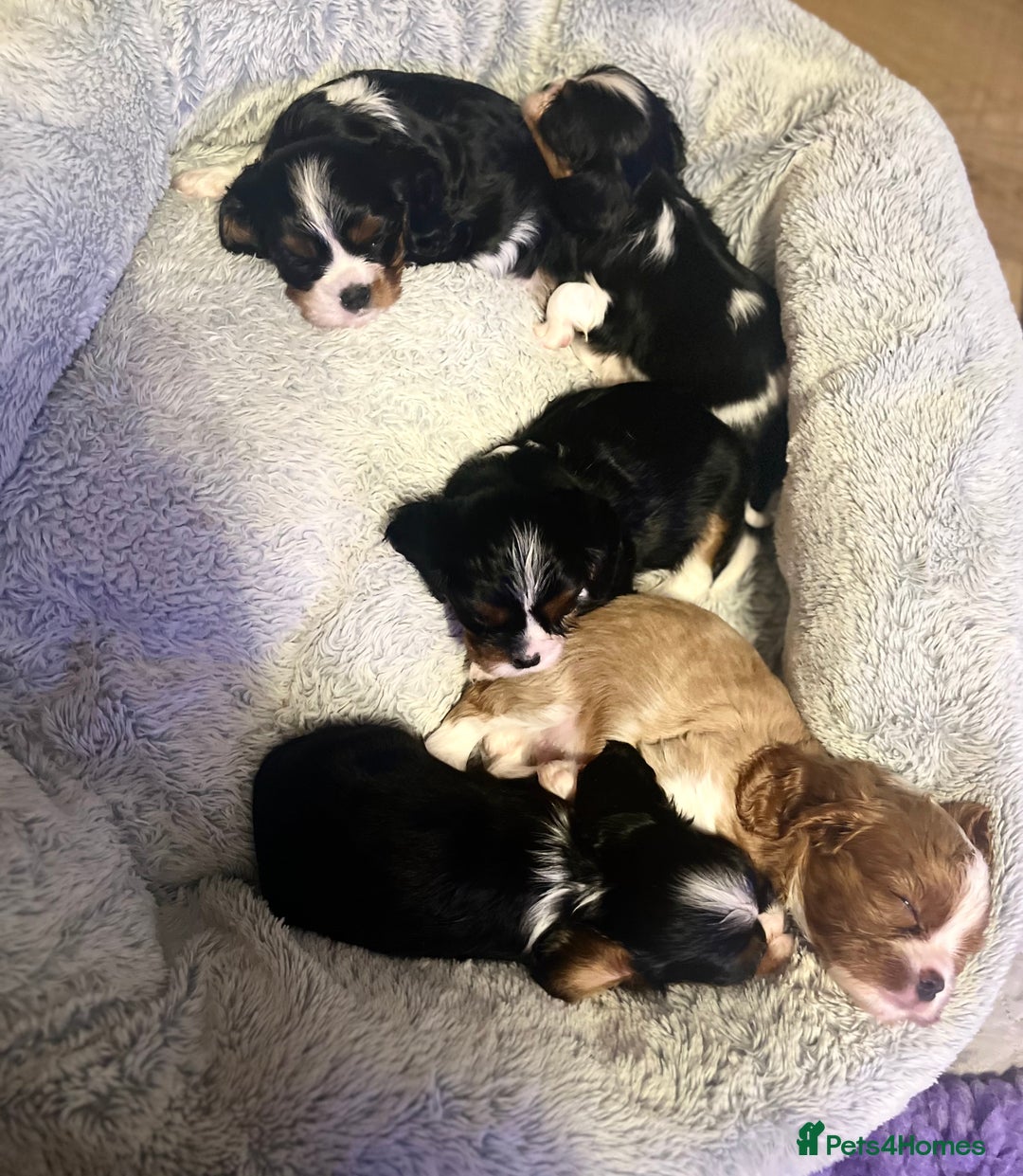 Cavalier King Charles Spaniel dogs for sale: Health Tested CKCS puppies  - Advert 10