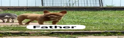 Chihuahua dogs for sale: Lilac chihuahua puppies for sale  3male 1 female  - Advert 5