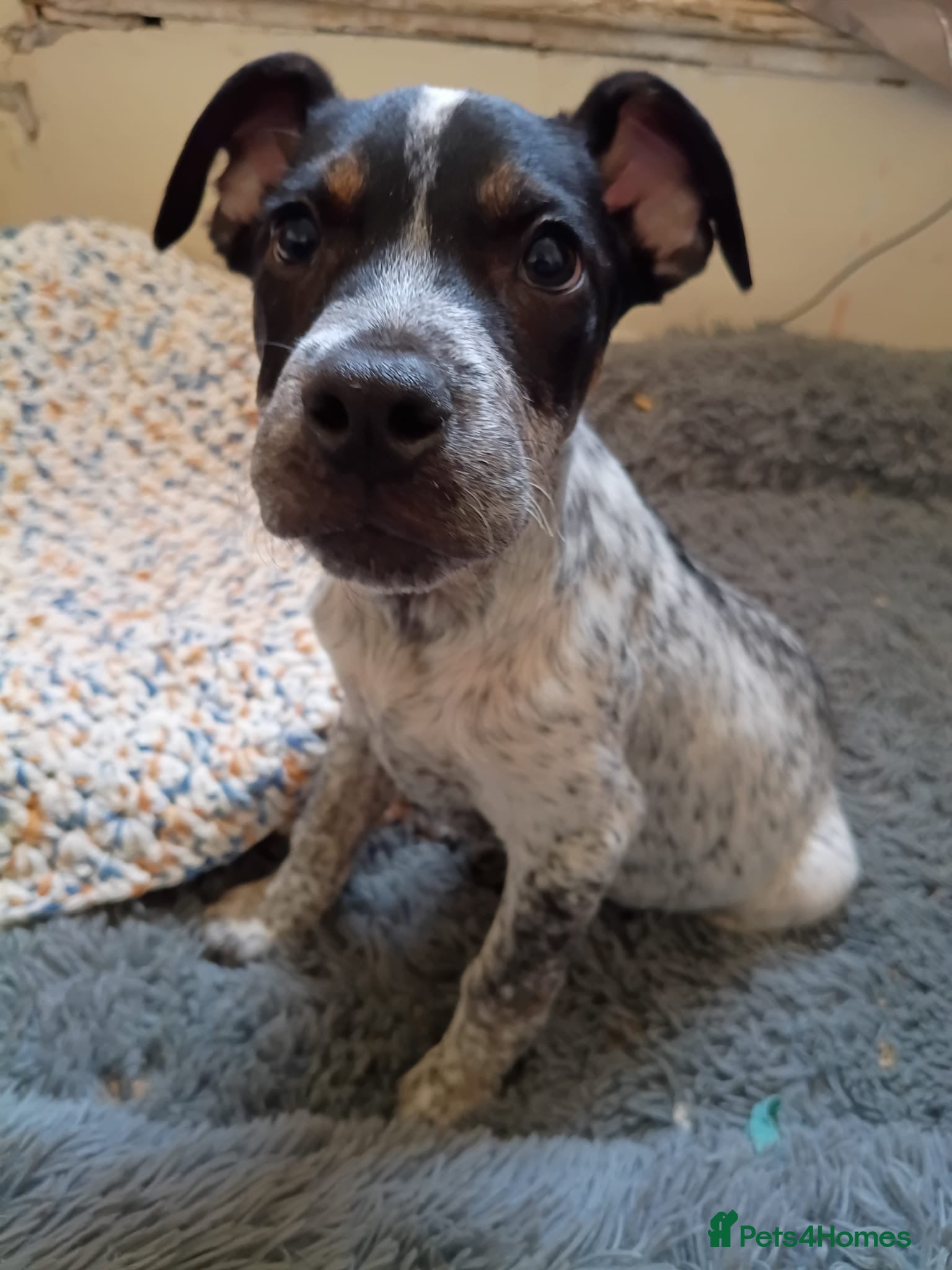 Staffordshire Bull Terrier dogs 2 beautiful Staffy pups left  - Advert 11