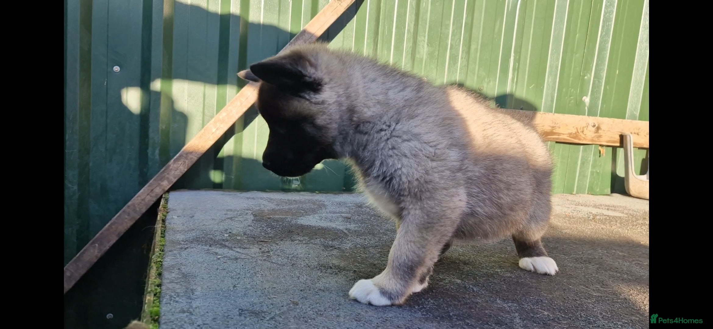 Akita dogs Adorable American akita puppys - Advert 1