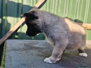 Akita dogs Adorable American akita puppys - Advert 1