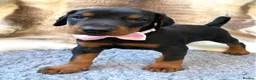 Dobermann dogs for sale: KC REG HEALTH TESTED EUROPEAN DOBERMAN PUPPIES - Advert 8