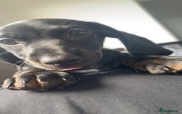 Dachshund dogs for sale: Miniature dachshund  - Image 10