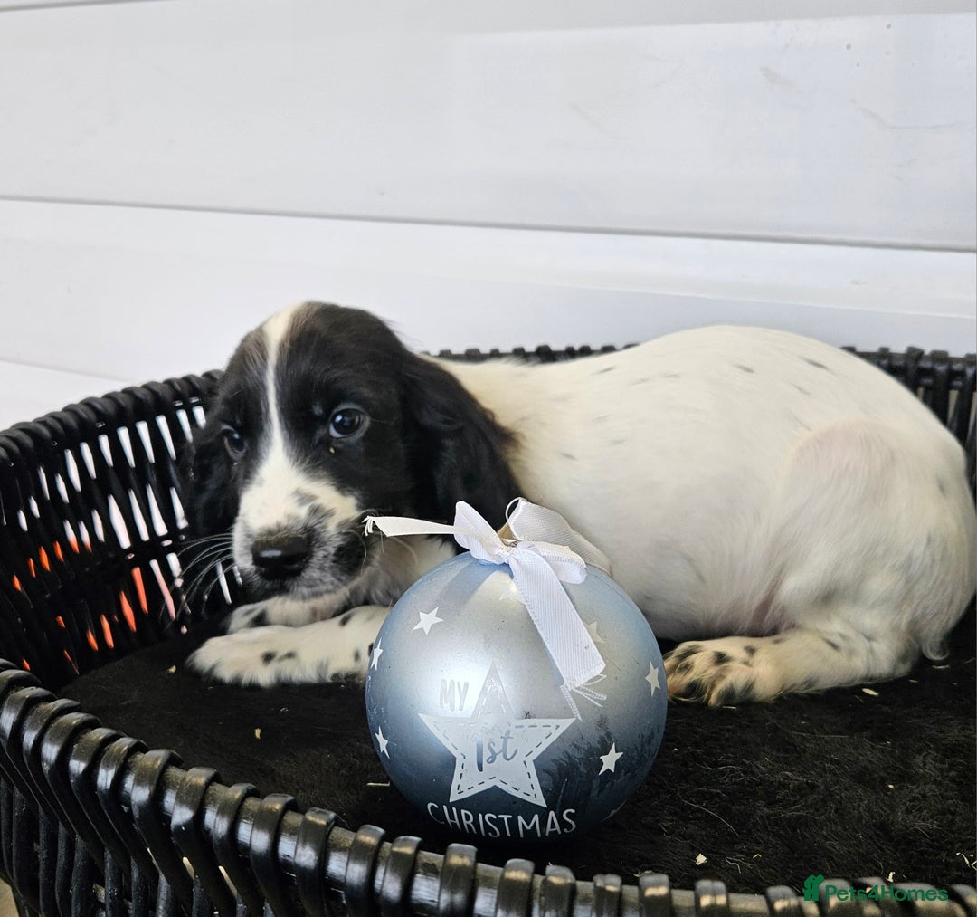 Cocker Spaniel dogs for sale: Working type rare marking cocker spaniels - Advert 9