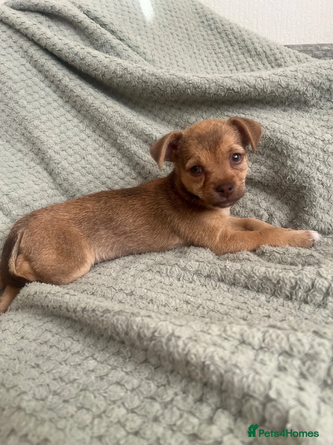 Mixed Breed dogs for sale: 2 chihuahua x patterdale girls for sale in Bedworth - Advert 2