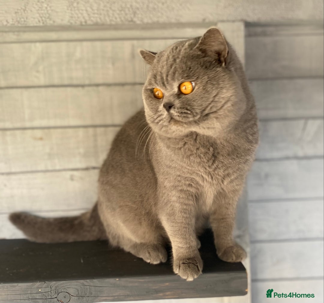 British Shorthair cats for stud: 👑🏆 CHAMPION BRED BLUE STUD EAST MIDLANDS 👑🏆 in Derby - Advert 4