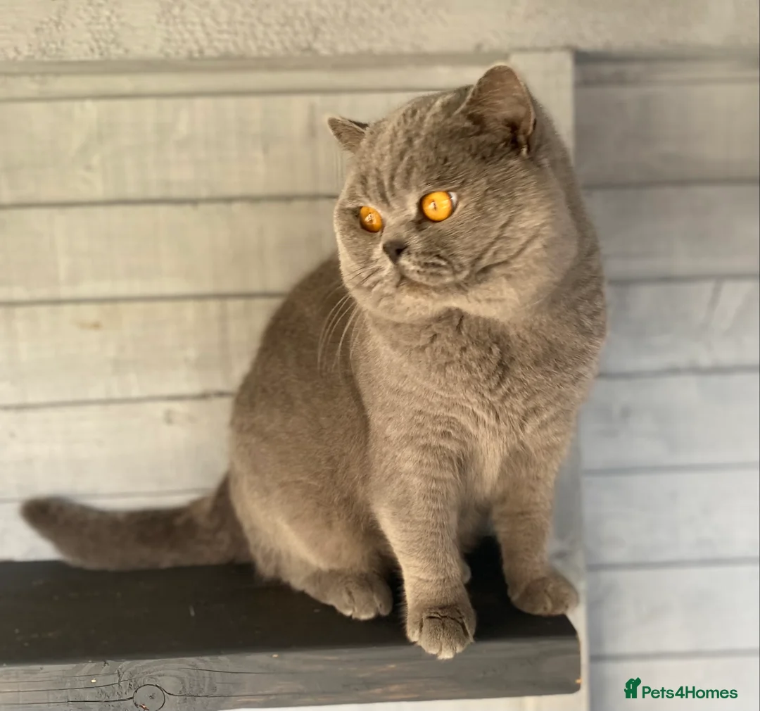 British Shorthair cats for stud: 👑🏆 CHAMPION BRED BLUE STUD EAST MIDLANDS 👑🏆 in Derby - Advert 4