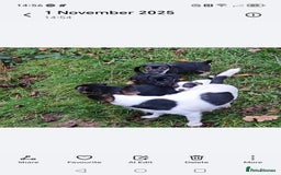 Mixed Breed dogs for sale: Black and Tan Puppies - Image 2