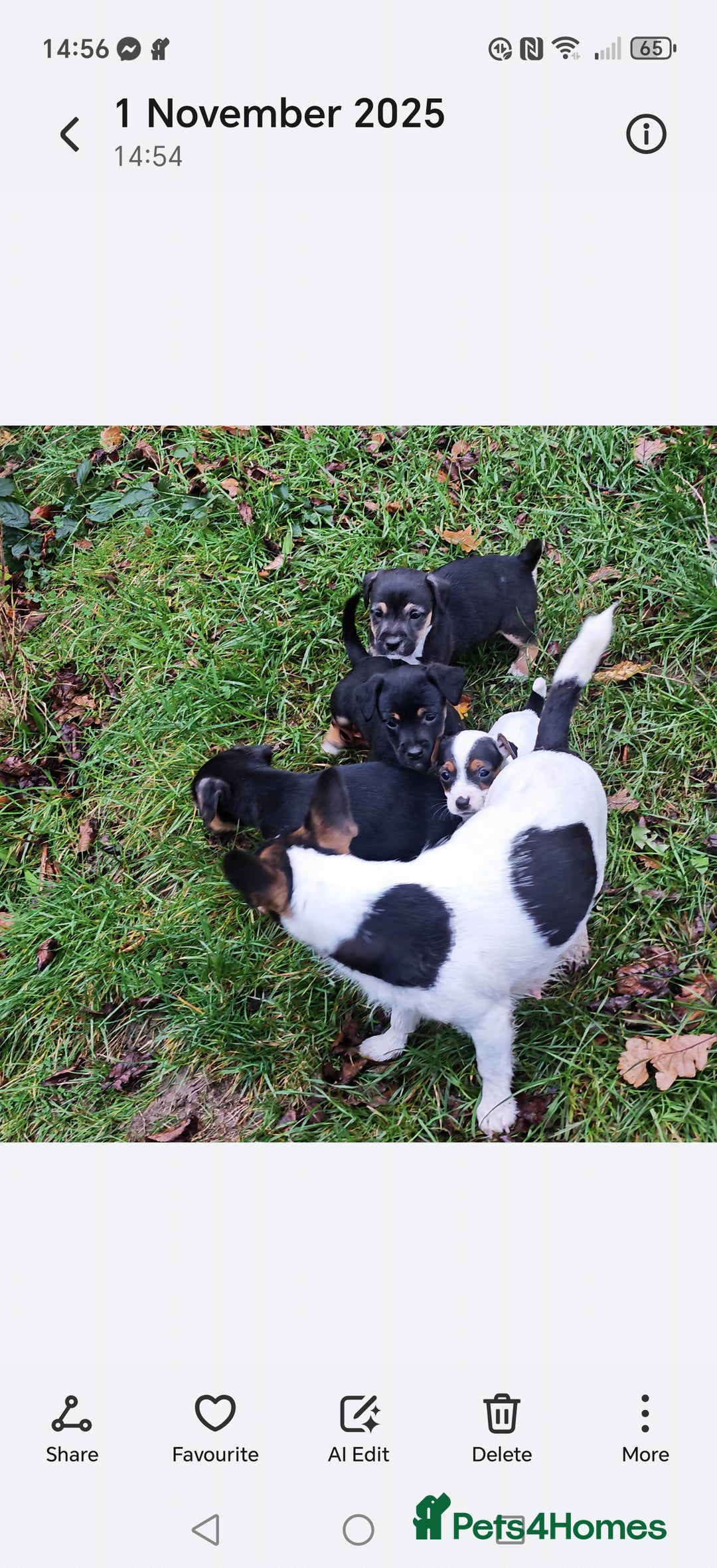 Mixed Breed dogs for sale: Black and Tan Puppies - Image 2