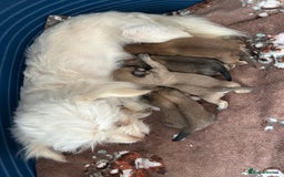 Chipoo dogs for sale: Chihuahua/poodle chipo girls - Image 1