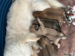 Chipoo dogs - Advert 2