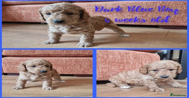 Australian Labradoodle dogs - Advert 1